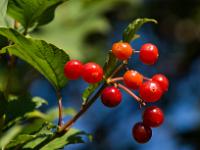 Rote Beeren an Strauch